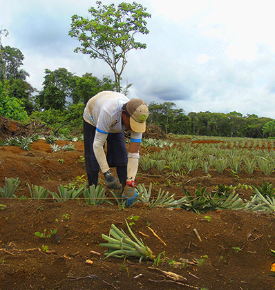 Piñas Cultivadas de Costa Rica